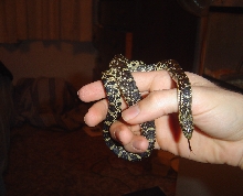 IL Bullsnake