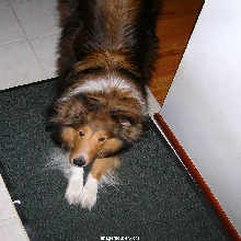 Big Sheltland Sheepdog Boy