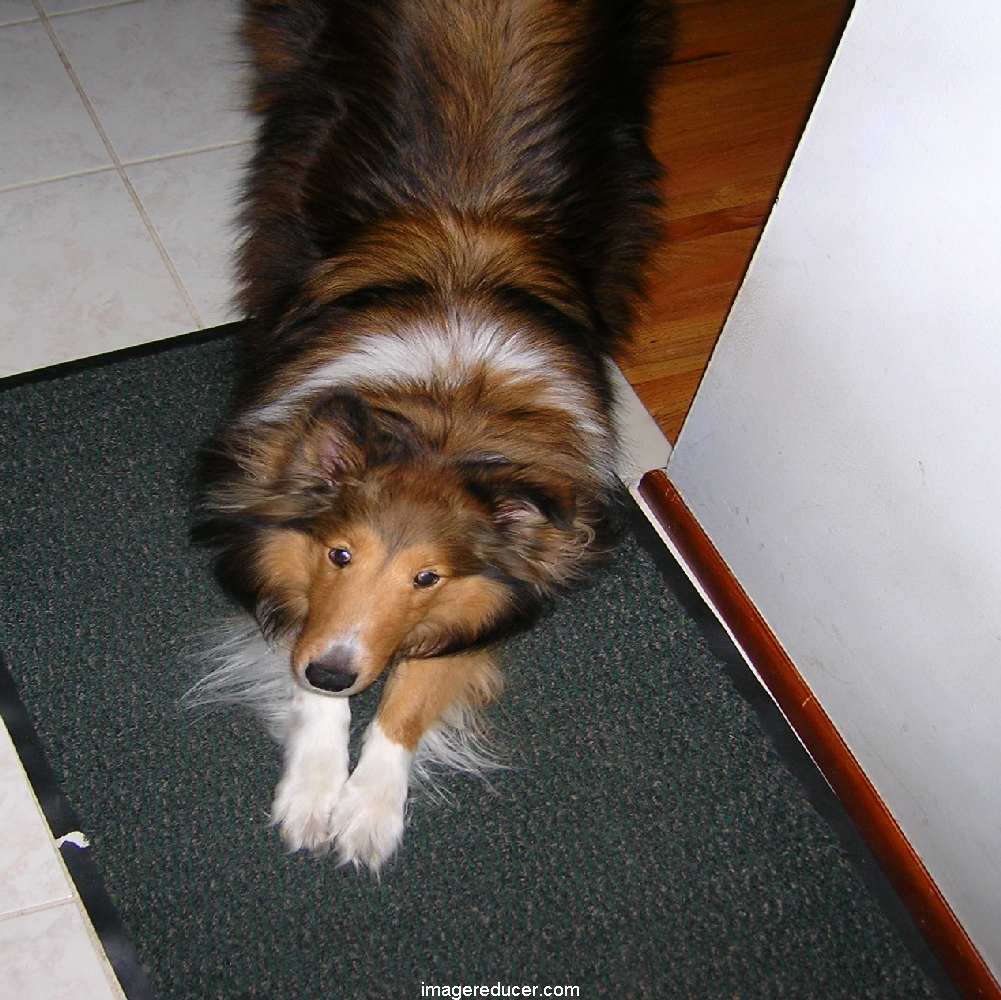 Big Sheltland Sheepdog Boy