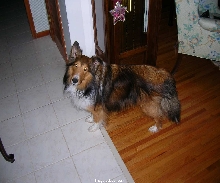 Big Sheltie