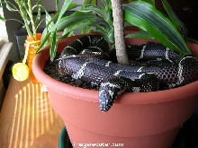 Queeny chillen on pot