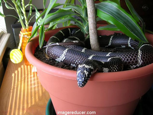 Queeny chillen on pot
