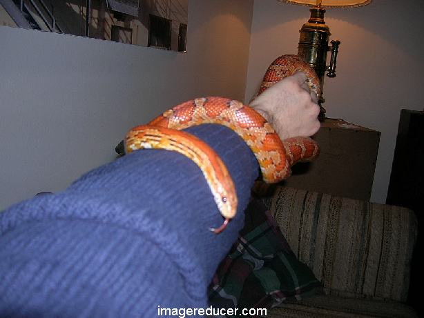 Sissy on arm...