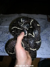 Queeny all curled up in hand