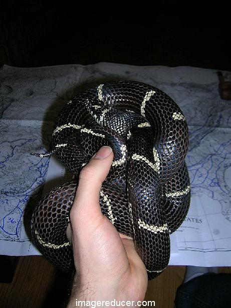 Queeny all curled up in hand