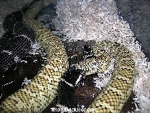 Kingsnake love bite