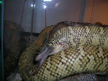 Otis eating