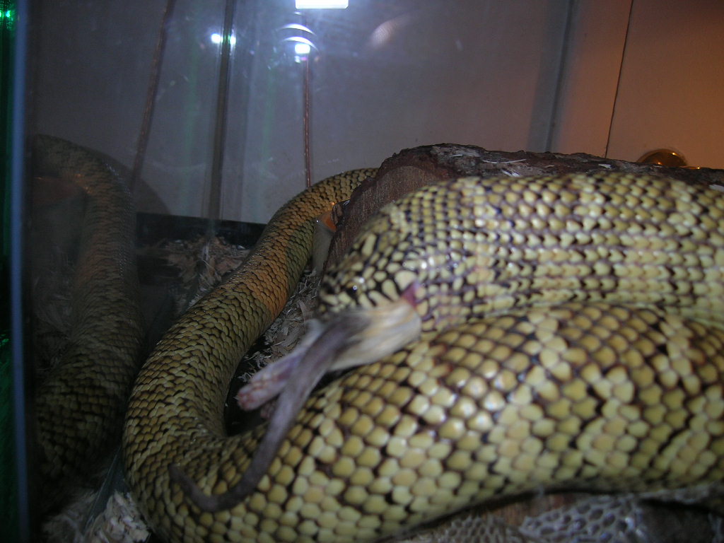 Otis eating
