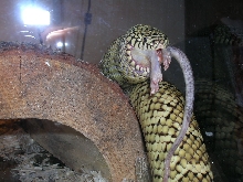 Otis eating #2