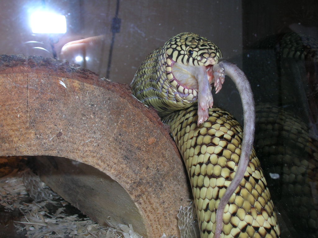 Otis eating #2