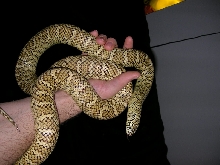 Otis on arm