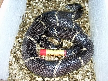 Gravid Kingsnake