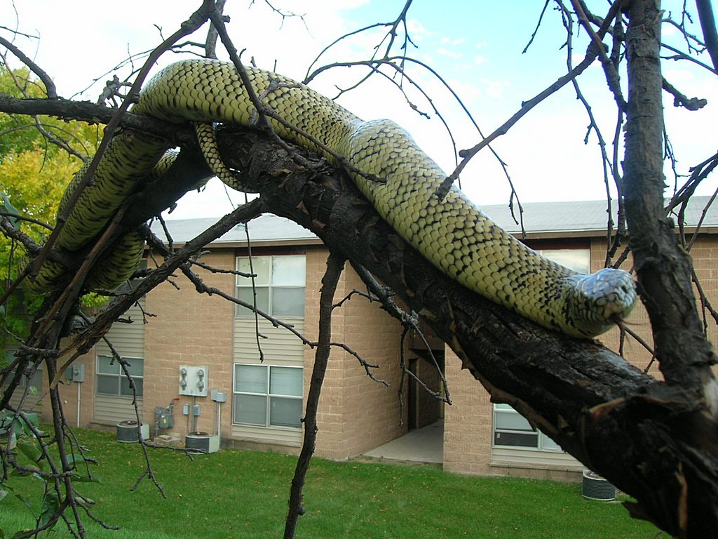 Otis in the Tree 3