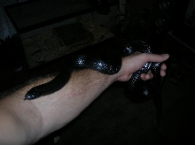 Black Milk on arm, 22 months old