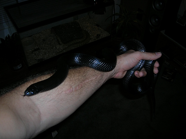 Black Milk on arm, 22 months old