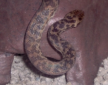 Spotted Python - Harry