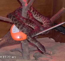 Stimsoni 2