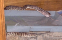 Jack's Stimsoni