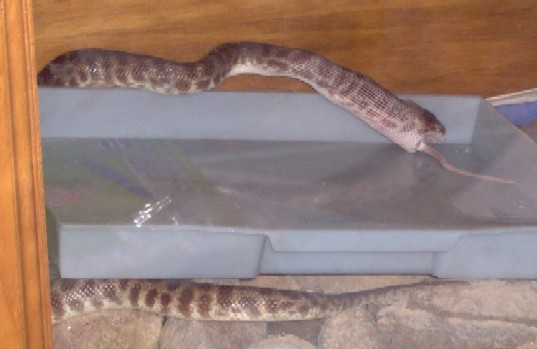Jack's Stimsoni