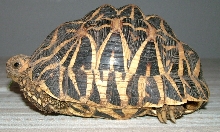 Male star