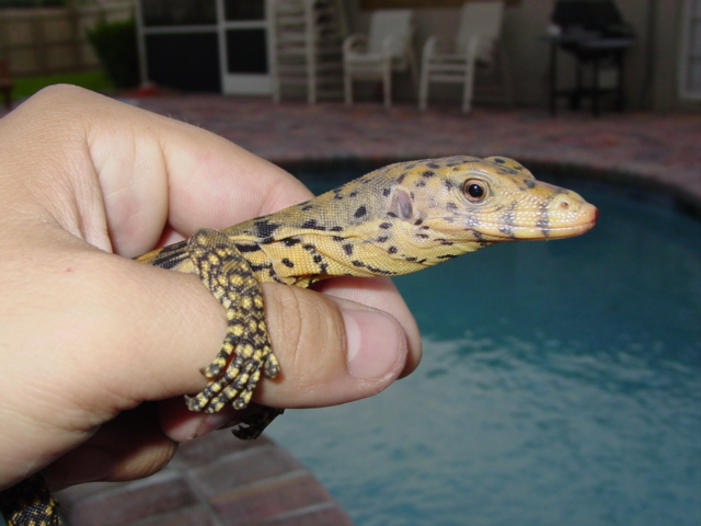 BABY SULFUR WATER MONITOR