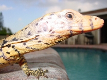 SULFER MONITOR