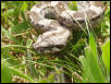 Caulker Cay Boa