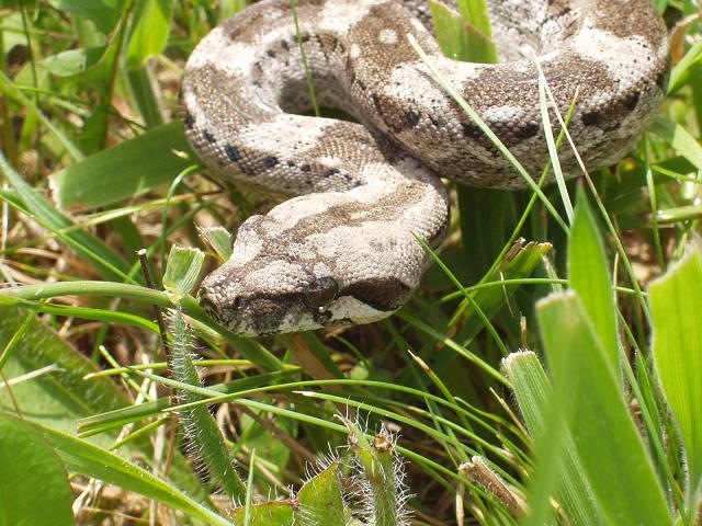 Caulker Cay Boa