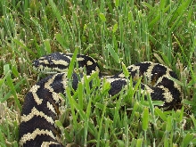 Male IJ Carpet