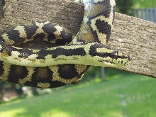 Male IJ
