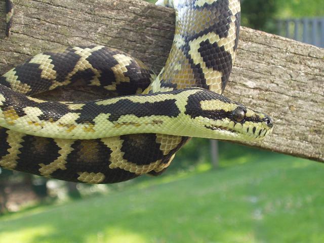 Male IJ