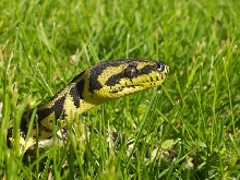 Female IJ