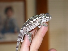 ambilobe 3 months
