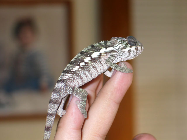 ambilobe 3 months