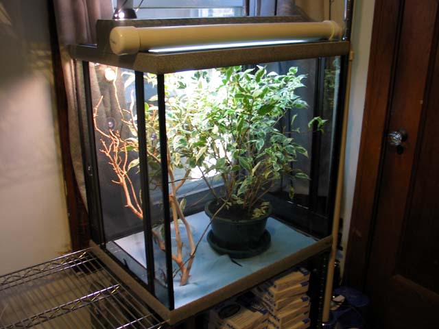 baby cham setup