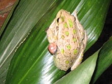 Tripod Froggy