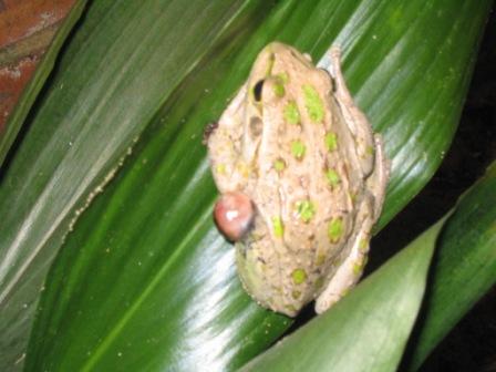 Tripod Froggy