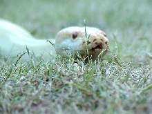 Snake in the grass