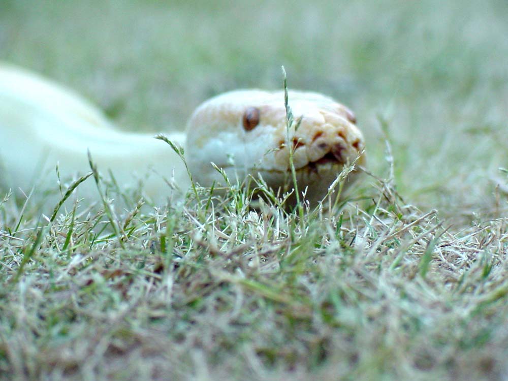 Snake in the grass