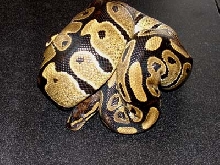 Super Nice male
