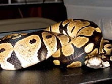 Super Nice Male#2