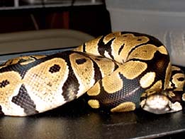 Super Nice Male#2