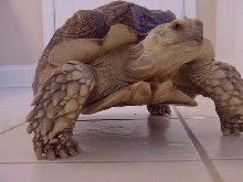 Sulcata Male