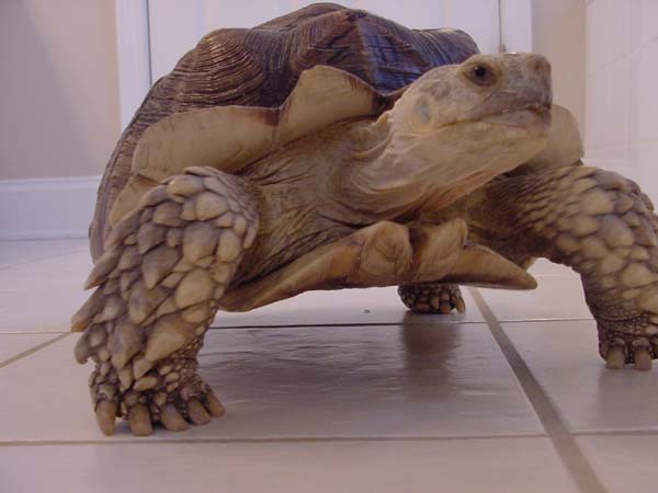Sulcata Male