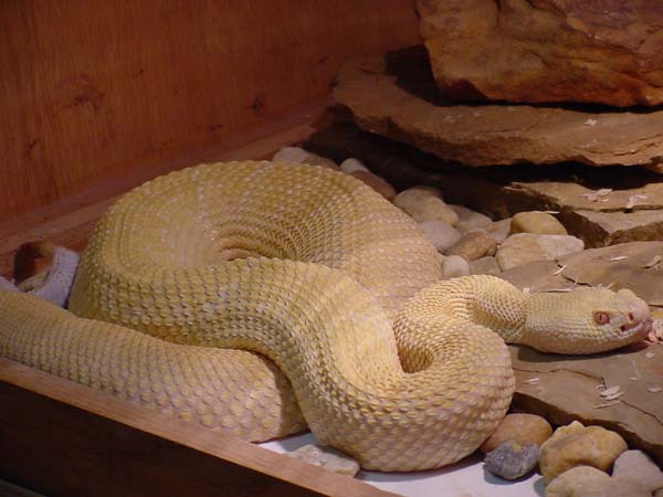 My Albino Dallas Strain WDB