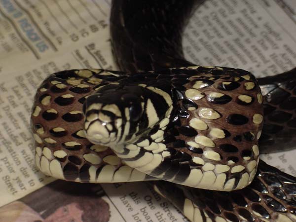 Tiger Rat Snake#1