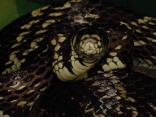 Tiger Rat Snake#2