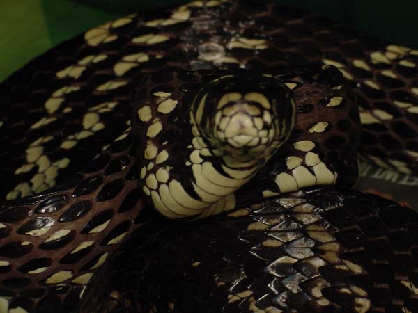 Tiger Rat Snake#2
