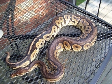 07 Male Cinny Sire