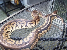 07 Male Cinny Sire2